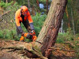 Best Hazardous Tree Removal  in Shillington, PA