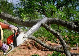 Best Tree Risk Assessment  in Shillington, PA