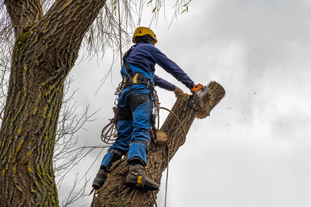 Mulching Services in Shillington, PA