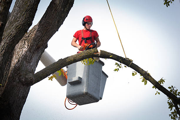 Why Choose Our Tree Removal Services in Shillington, PA?